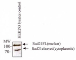 RAD21 Antibody in Western Blot (WB)