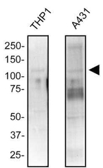 NOD2 Monoclonal Antibody (2D9)