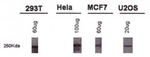 BRCA1 Antibody in Western Blot (WB)