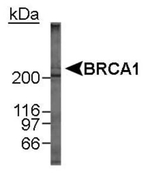 BRCA1 Monoclonal Antibody (MU)