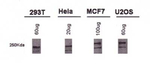 BRCA1 Antibody in Western Blot (WB)