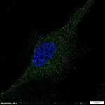VEGF Antibody in Immunocytochemistry (ICC/IF)