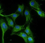 VEGF Antibody in Immunocytochemistry (ICC/IF)