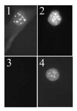 p19ARF Antibody in Western Blot (WB)