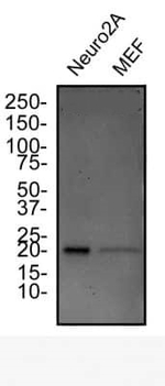 p19ARF Antibody in Western Blot (WB)