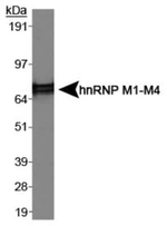 hnRNP M1-M4 Antibody in Western Blot (WB)