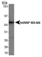 hnRNP M3-M4 Antibody in Western Blot (WB)