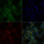ATP1A1 Antibody in Immunocytochemistry (ICC/IF)
