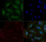 ATP1A1 Antibody in Immunocytochemistry (ICC/IF)