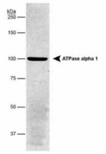 ATP1A1 Antibody in Western Blot (WB)
