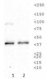 ATP1B1 Antibody in Western Blot (WB)
