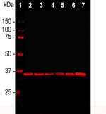 GAPDH Antibody in Western Blot (WB)