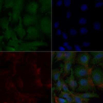 Apolipoprotein A5 Antibody in Immunocytochemistry (ICC/IF)