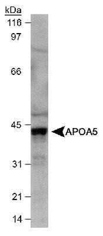 Apolipoprotein A5 Antibody in Western Blot (WB)