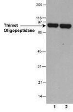 Thimet Oligopeptidase Antibody in Western Blot (WB)