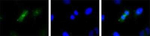 Survivin Antibody in Immunocytochemistry (ICC/IF)