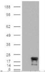 Survivin Antibody in Western Blot (WB)