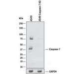Caspase 7 Antibody in Western Blot (WB)
