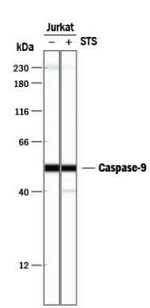 Caspase 9 Antibody in Western Blot (WB)