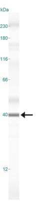 Active/Pro-Caspase 3 Antibody in Western Blot (WB)
