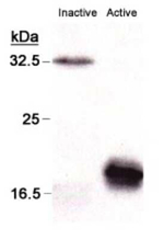 Active/Pro-Caspase 3 Antibody in Western Blot (WB)