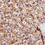 ABCA1 Antibody in Immunohistochemistry (Paraffin) (IHC (P))