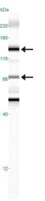 Calcium Sensing Receptor Monoclonal Antibody (HL 1499)