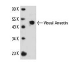 S-arrestin Antibody in Western Blot (WB)