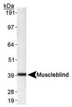 MBNL1 Antibody in Western Blot (WB)