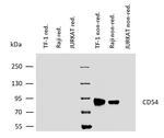 ICAM-1 Antibody in Western Blot (WB)