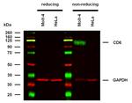CD6 Monoclonal Antibody (MEM-98)
