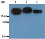 ITGB1 Antibody in Western Blot (WB)
