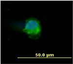 CD45 Antibody in Immunocytochemistry (ICC/IF)