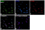 CD45 Antibody in Immunocytochemistry (ICC/IF)