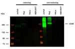CD45 Antibody in Western Blot (WB)