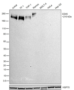 CD45 Antibody in Western Blot (WB)