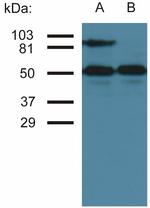 ICAM-1 Antibody in Western Blot (WB)