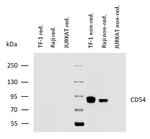 ICAM-1 Monoclonal Antibody (MEM-111)
