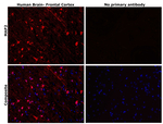 MAP2 Antibody in Immunohistochemistry (Paraffin) (IHC (P))