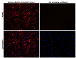 MAP2 Antibody in Immunohistochemistry (Paraffin) (IHC (P))