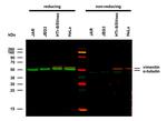 Vimentin Antibody in Western Blot (WB)