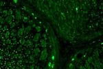 alpha Tubulin Antibody in Immunohistochemistry (Paraffin) (IHC (P))