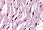 alpha Tubulin Antibody in Immunohistochemistry (Paraffin) (IHC (P))