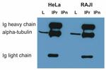 alpha Tubulin Antibody in Immunoprecipitation (IP)