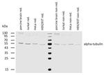 alpha Tubulin Antibody in Western Blot (WB)