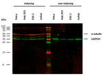 alpha Tubulin Antibody in Western Blot (WB)