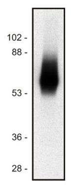 TRIM Monoclonal Antibody (TRIM-04)