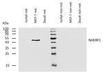 EBP50 Antibody in Western Blot (WB)