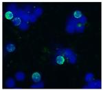 CD45R Antibody in Immunocytochemistry (ICC/IF)