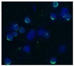 CD62L Monoclonal Antibody (IVA94)